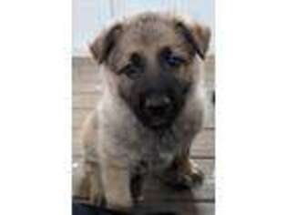 German Shepherd Dog Puppy for sale in Dickson, TN, USA