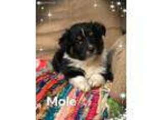 Miniature Australian Shepherd Puppy for sale in West Plains, MO, USA