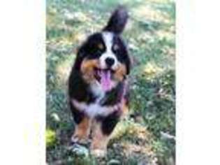Bernese Mountain Dog Puppy for sale in Thayer, MO, USA