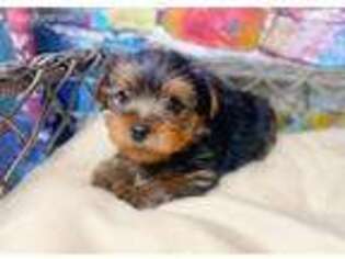 Yorkshire Terrier Puppy for sale in Seven Springs, NC, USA