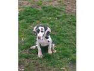 Great Dane Puppy for sale in Kane, IL, USA