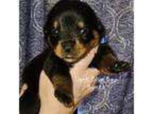 Rottweiler Puppy for sale in Fairfield, ME, USA