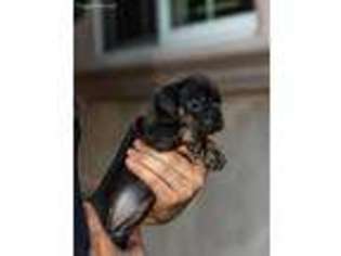 French Bulldog Puppy for sale in La Puente, CA, USA