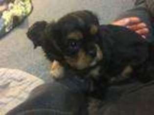 Cavalier King Charles Spaniel Puppy for sale in Madison, WI, USA