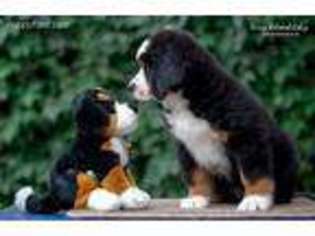 Bernese Mountain Dog Puppy for sale in Peoria, IL, USA