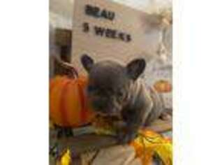 French Bulldog Puppy for sale in Winchester, KS, USA