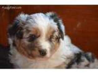 Miniature Australian Shepherd Puppy for sale in Dandridge, TN, USA