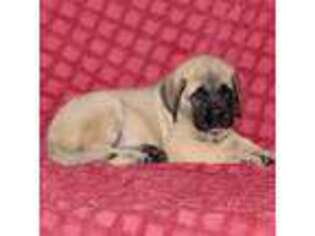 Mastiff Puppy for sale in Fredericksburg, OH, USA