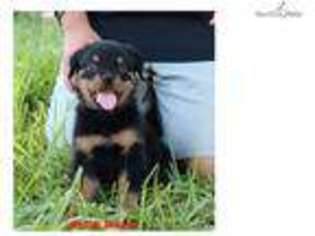 Rottweiler Puppy for sale in Edinburg, TX, USA