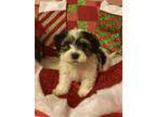Havanese Puppy for sale in Albany, NY, USA