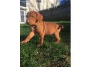 Vizsla Puppy for sale in Assonet, MA, USA