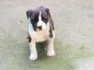 American Staffordshire Terrier Puppy for sale in Charlottesville, VA, USA
