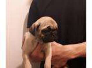 Pug Puppy for sale in Graham, WA, USA