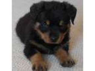Rottweiler Puppy for sale in Indianola, IA, USA