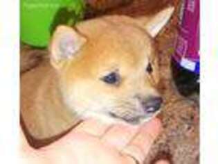Shiba Inu Puppy for sale in Winter Haven, FL, USA