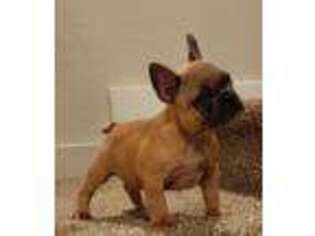 French Bulldog Puppy for sale in Rosenberg, TX, USA