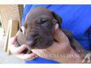 Mutt Puppy for sale in ENGLEWOOD, OH, USA