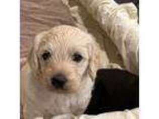 Labradoodle Puppy for sale in Cadiz, KY, USA