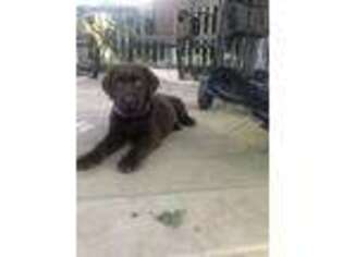 Labrador Retriever Puppy for sale in Ellicott City, MD, USA