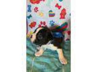 Boston Terrier Puppy for sale in Lawndale, NC, USA