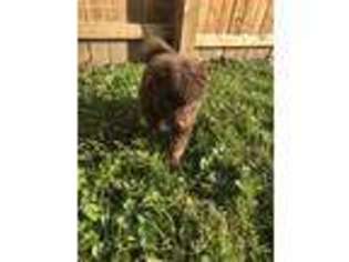 Mutt Puppy for sale in Highspire, PA, USA