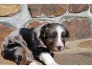 Australian Shepherd Puppy for sale in Gallant, AL, USA