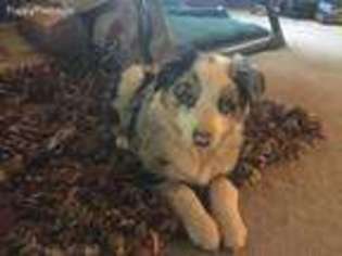 Australian Shepherd Puppy for sale in Yuba City, CA, USA