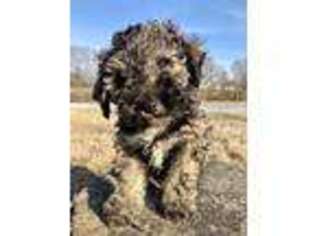 Mutt Puppy for sale in Campbell Hill, IL, USA