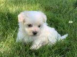 Maltese Puppy for sale in Arthur, IL, USA