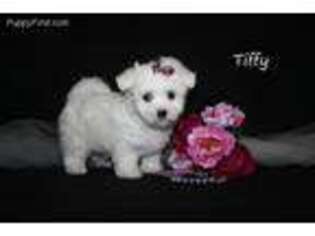 Maltese Puppy for sale in Leon, IA, USA