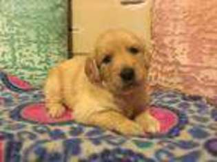 Golden Retriever Puppy for sale in Logan, AL, USA