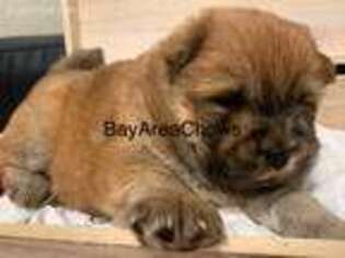 Chow Chow Puppy for sale in San Jose, CA, USA