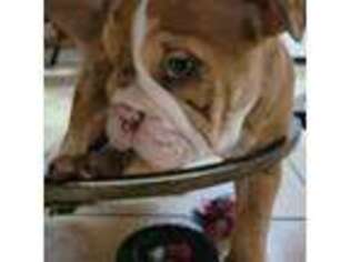 Bulldog Puppy for sale in Haslet, TX, USA