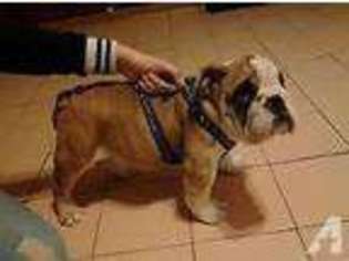 Bulldog Puppy for sale in PEEKSKILL, NY, USA