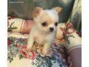 Chihuahua Puppy for sale in Maryville, TN, USA