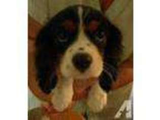 Cavalier King Charles Spaniel Puppy for sale in DENTON, TX, USA