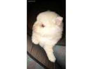 Pomeranian Puppy for sale in Troy, OH, USA