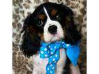 Cavalier King Charles Spaniel Puppy for sale in Abilene, TX, USA