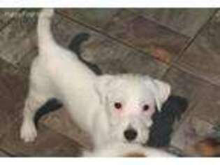 Jack Russell Terrier Puppy for sale in Wills Point, TX, USA