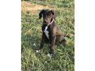 Great Dane Puppy for sale in Adel, IA, USA