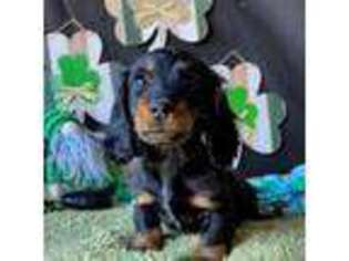 Dachshund Puppy for sale in Pflugerville, TX, USA