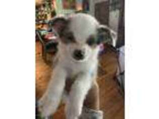 Pembroke Welsh Corgi Puppy for sale in Sparta, WI, USA
