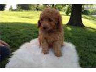 Goldendoodle Puppy for sale in Evansville, IN, USA