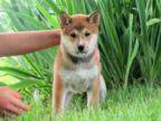 Shiba Inu Puppy for sale in Liberty, KY, USA
