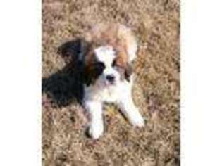 Saint Bernard Puppy for sale in Marengo, IA, USA