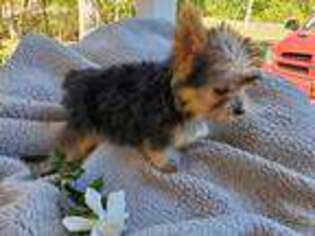 Yorkshire Terrier Puppy for sale in Six Mile, SC, USA