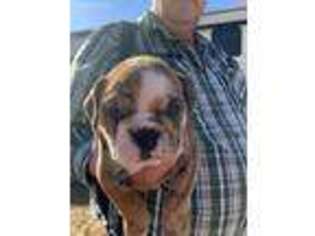 Bulldog Puppy for sale in Shawnee, OK, USA