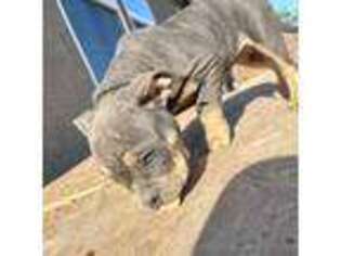 American Bulldog Puppy for sale in Stockton, CA, USA