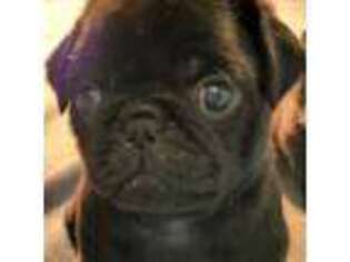 Pug Puppy for sale in New Salisbury, IN, USA