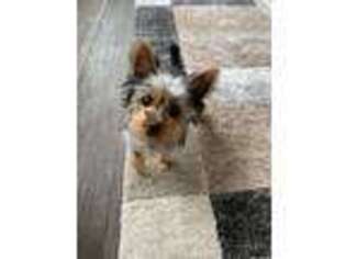 Yorkshire Terrier Puppy for sale in Matteson, IL, USA